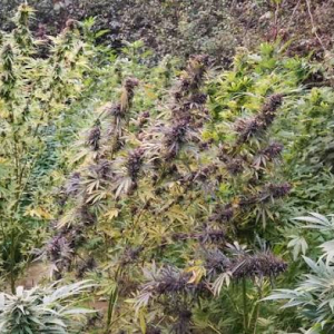 Landrace mix 12 different  mystery  seeds