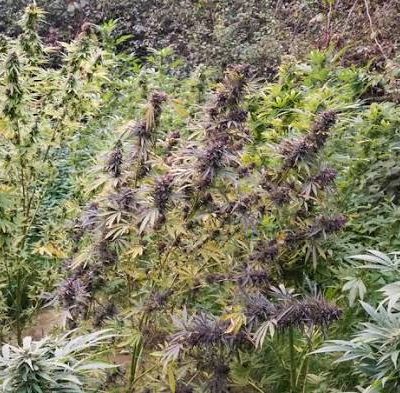 Landrace mix