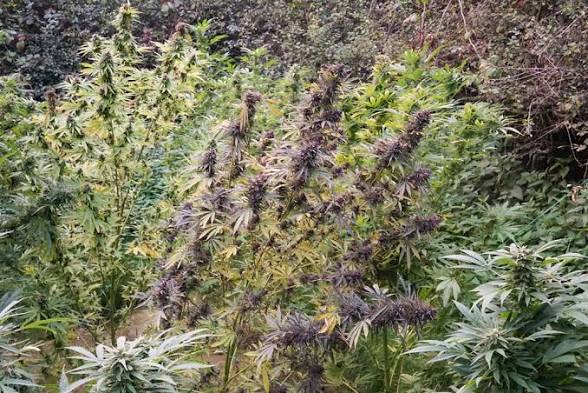 Landrace mix